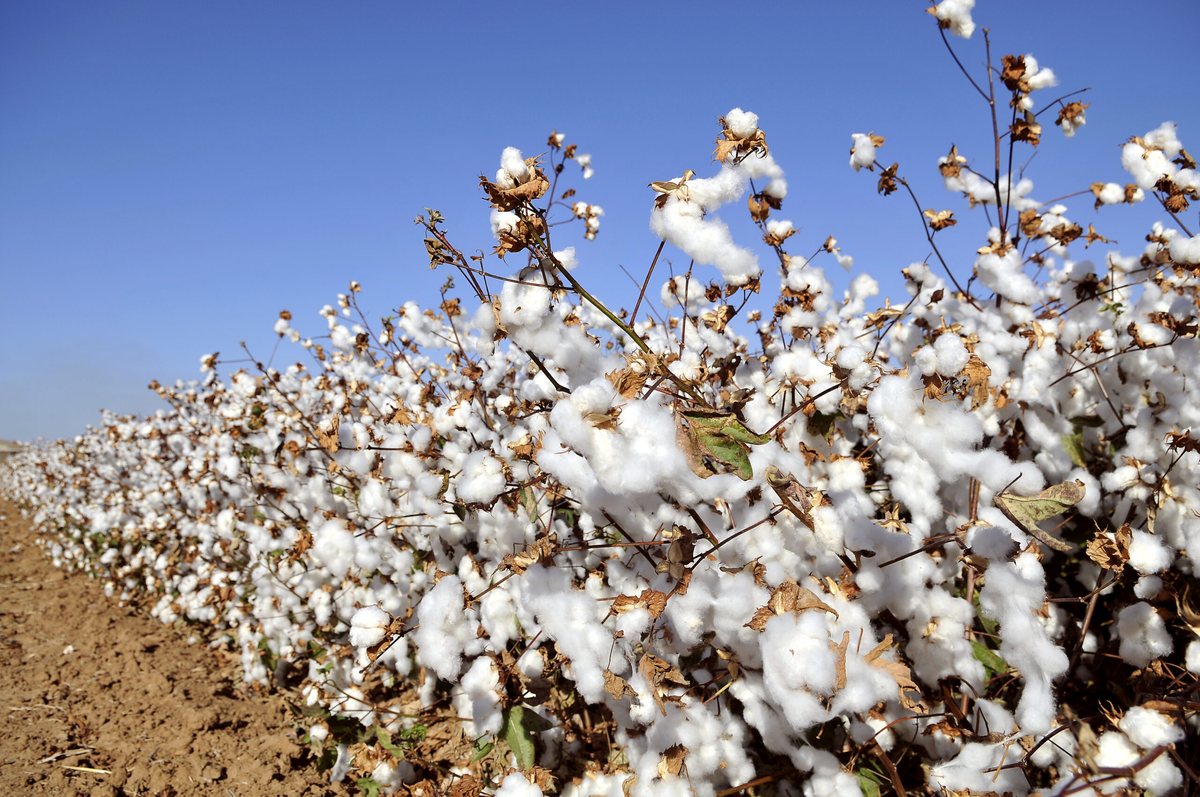 Cotton